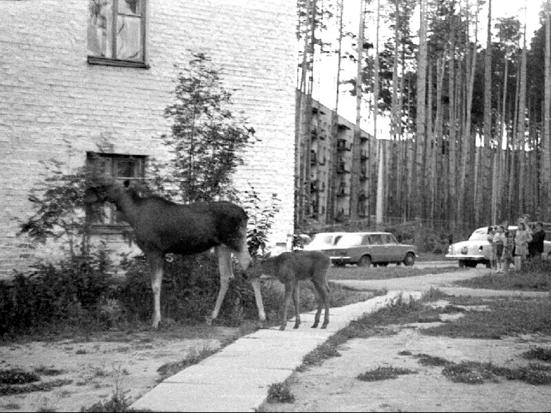 Лосиха с лосенком. Саров, пер. Северный, 1978 г.