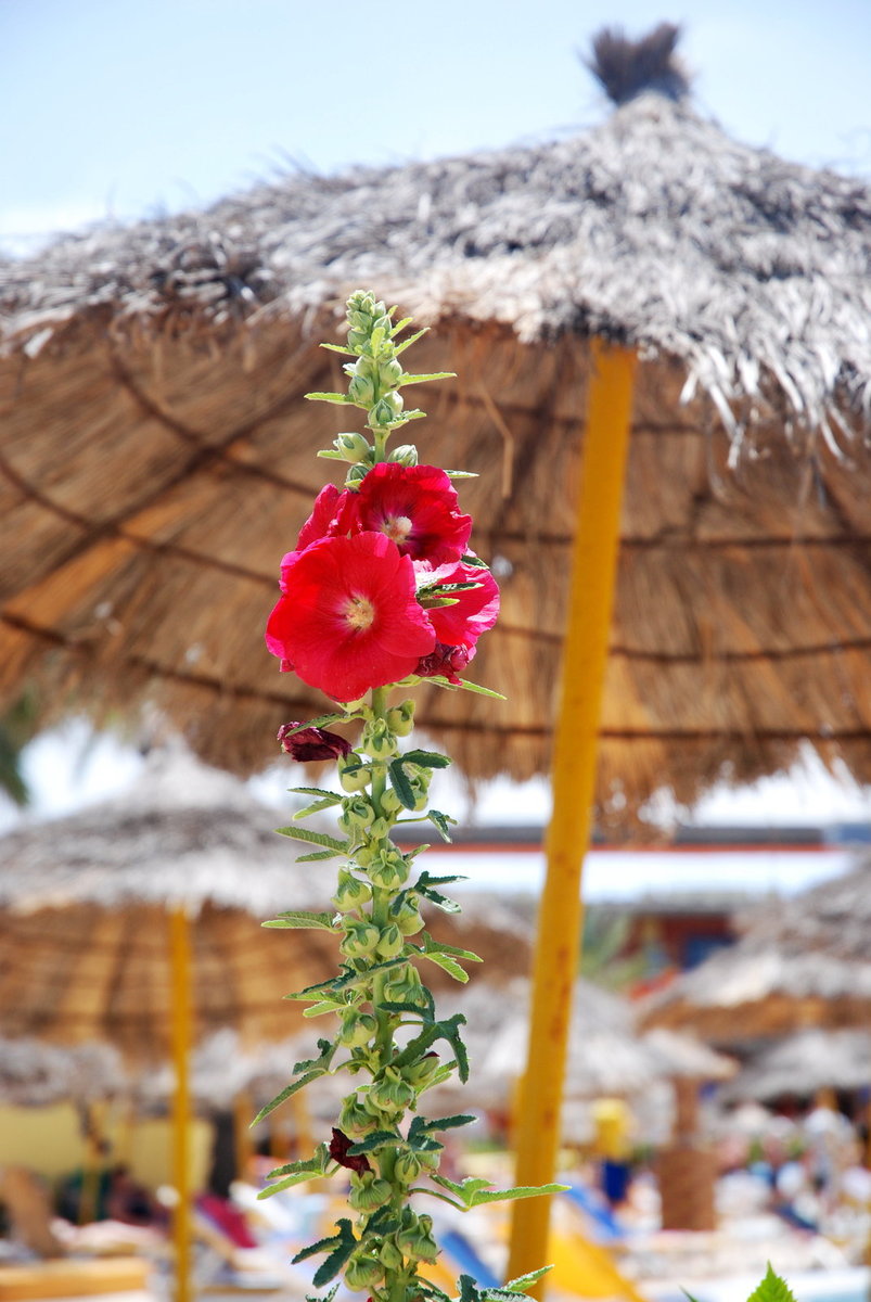 033. Аленькай цветочек