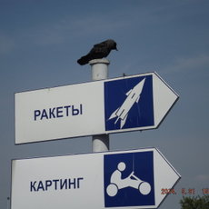140_Галка-гид