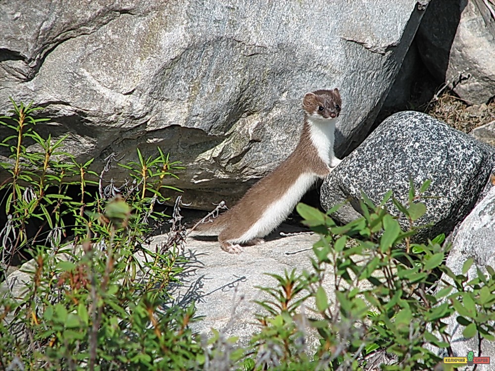 35-01 Горностай.Ну ,сними меня быстрей фотограф...