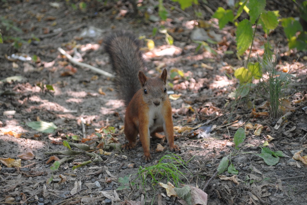 DSC_0277