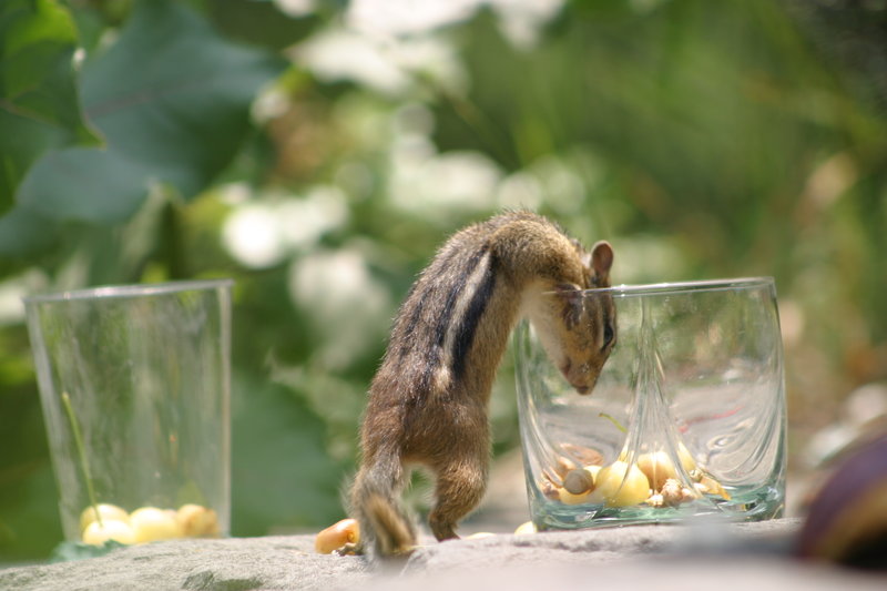 1. Бурундучок пришёл...