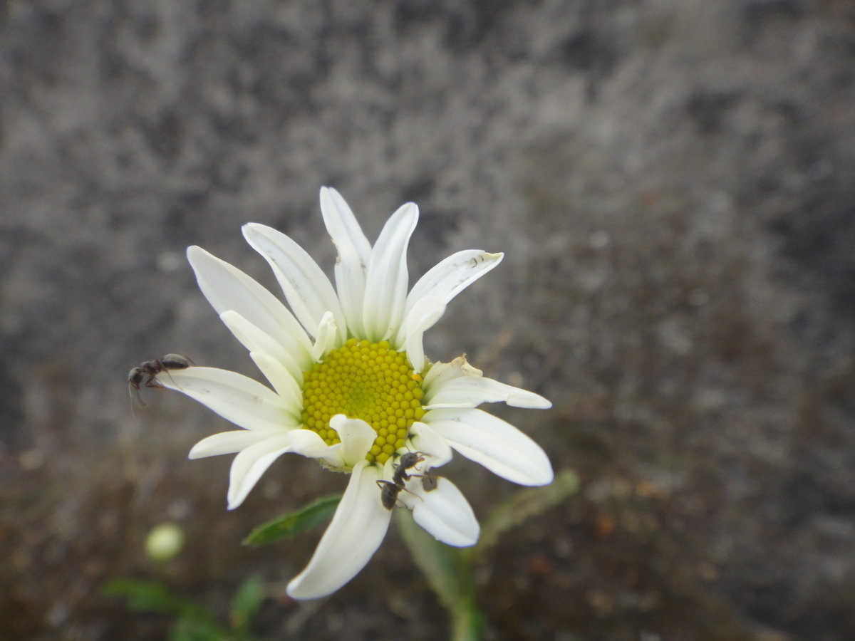Маленькая ромашка и муравьи-Йозеф и Арнольд