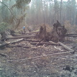 лес после пожара