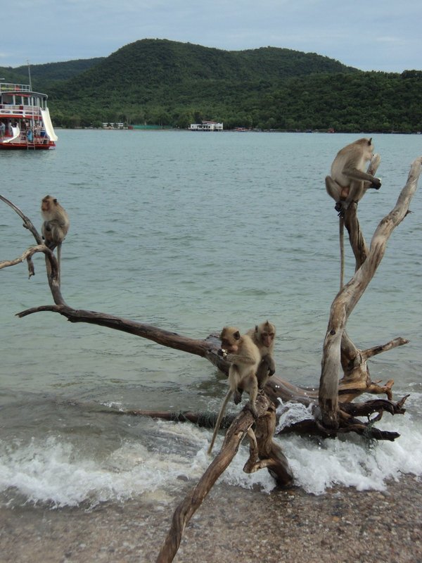 150. Тайские обезьянки
