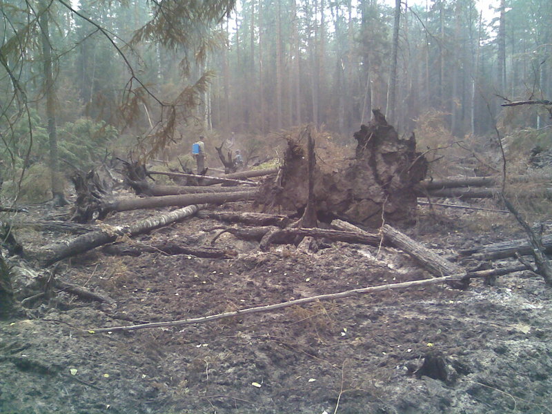 лес после пожара