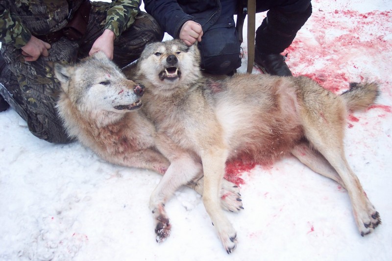Убитые волки