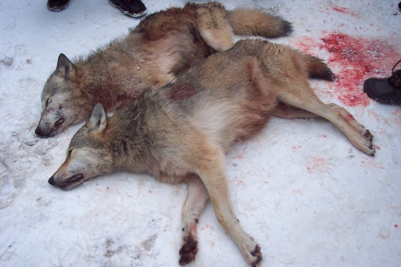 Убитые волки-2