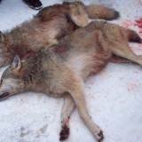 Убитые волки-2