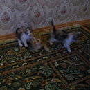 Котята2