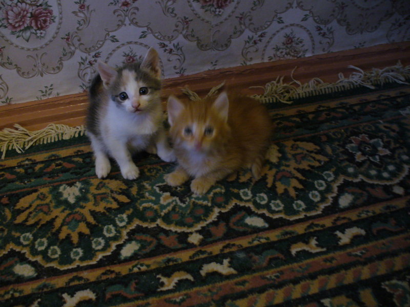 Котята3