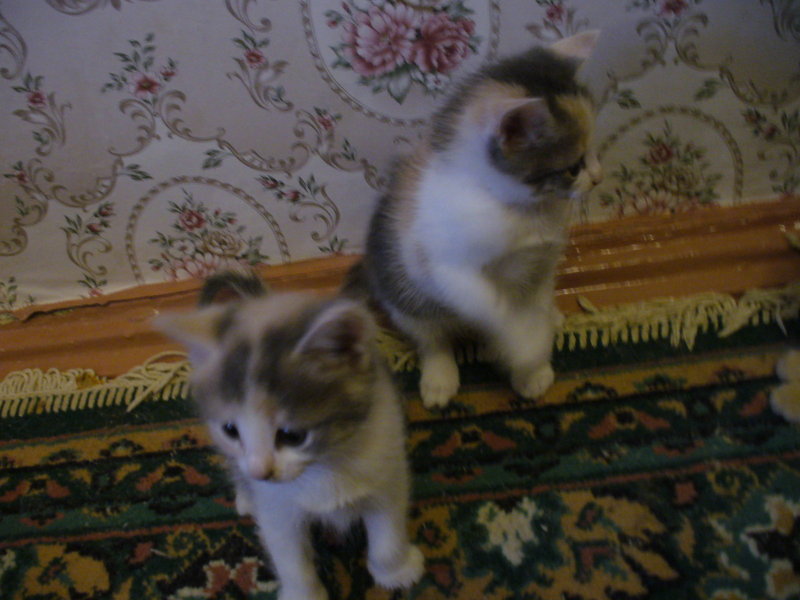 Котята4