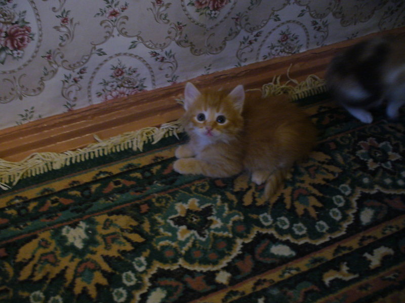 Котята5