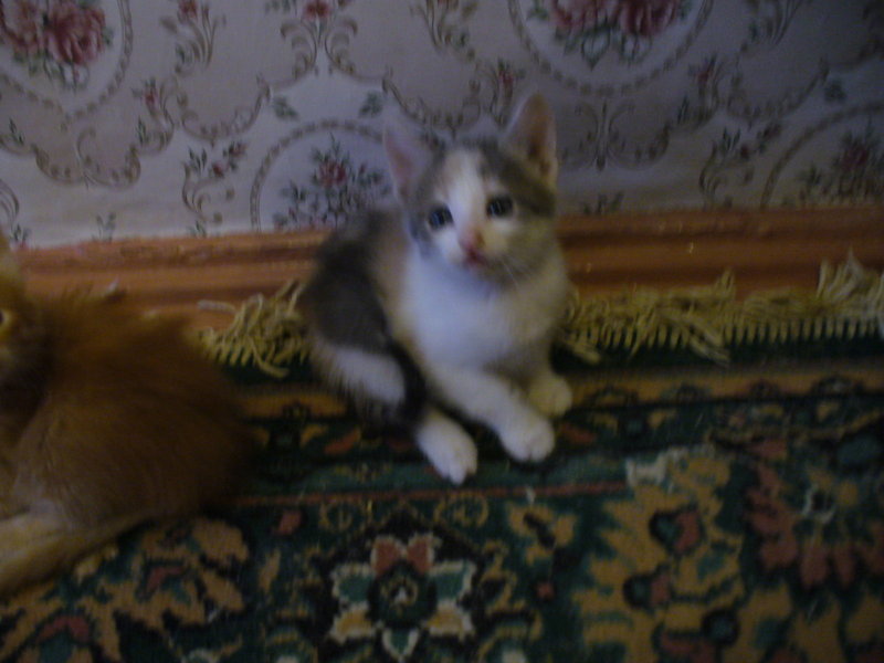 Котята6