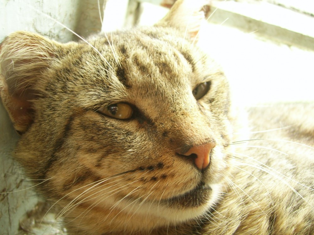 066. Кот
