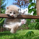 котик