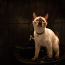 IMG_0881-web