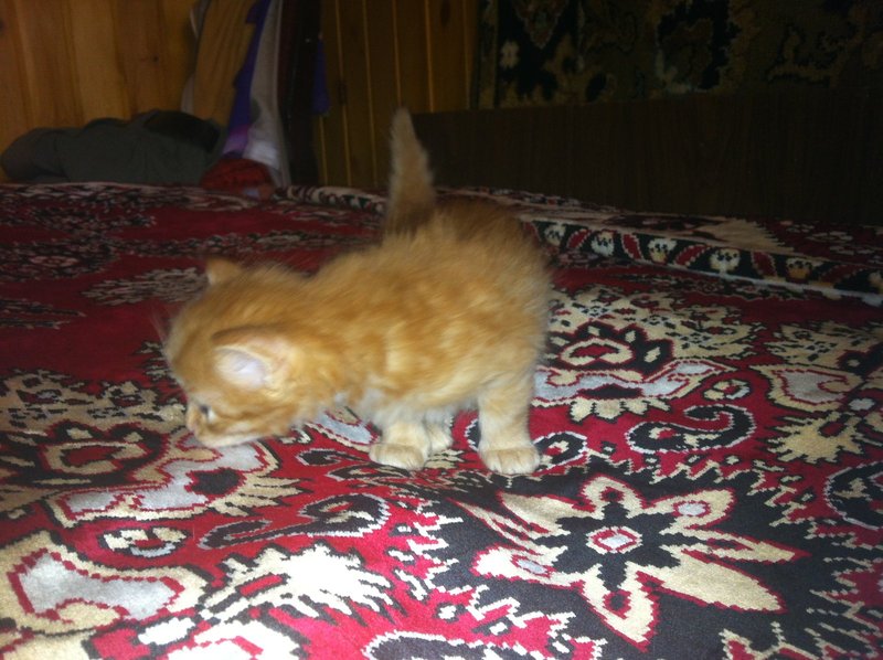 Cat_red