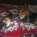 Cats_1