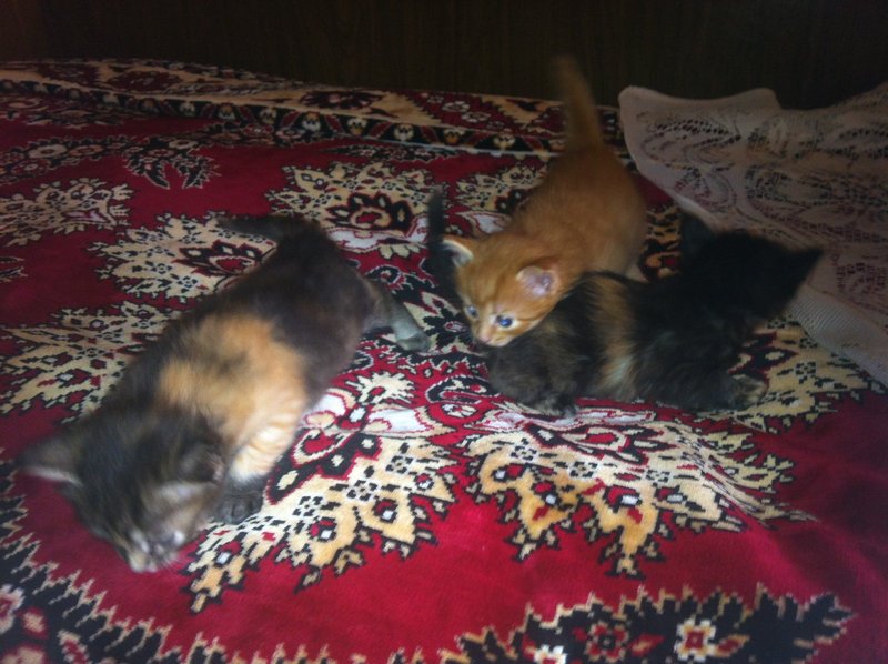 Cats_1