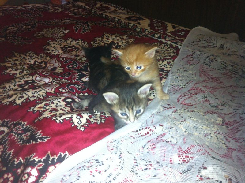 Cats_2