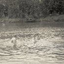 img318
