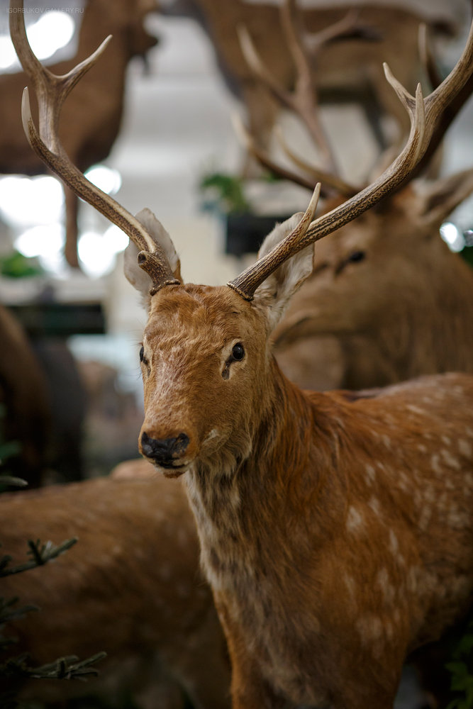 _MG_5045.jpg