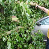 Последствия урагана - 39