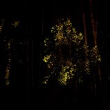WAFest - Д.Алешин - 056.jpg