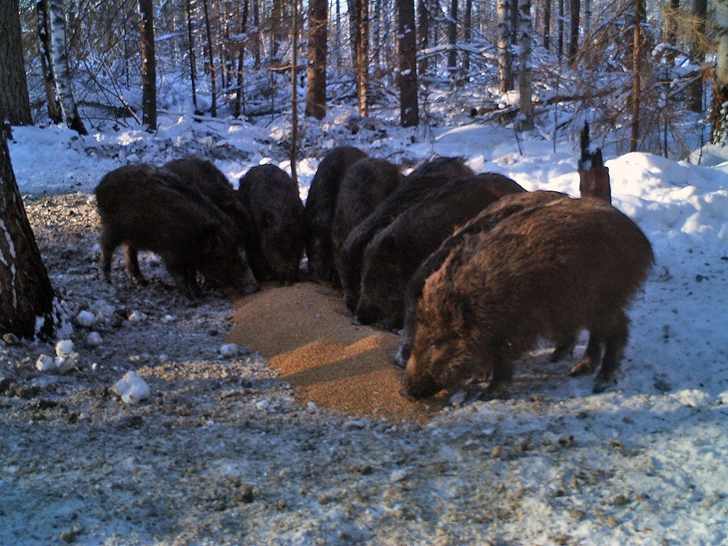 Мордовский заповедник - 02.jpg