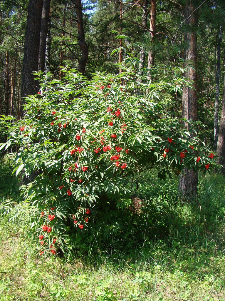 Мордовский заповедник - 07.jpg