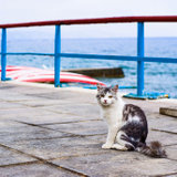 Кошка