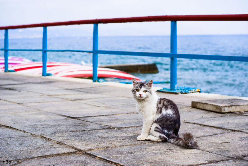 Кошка