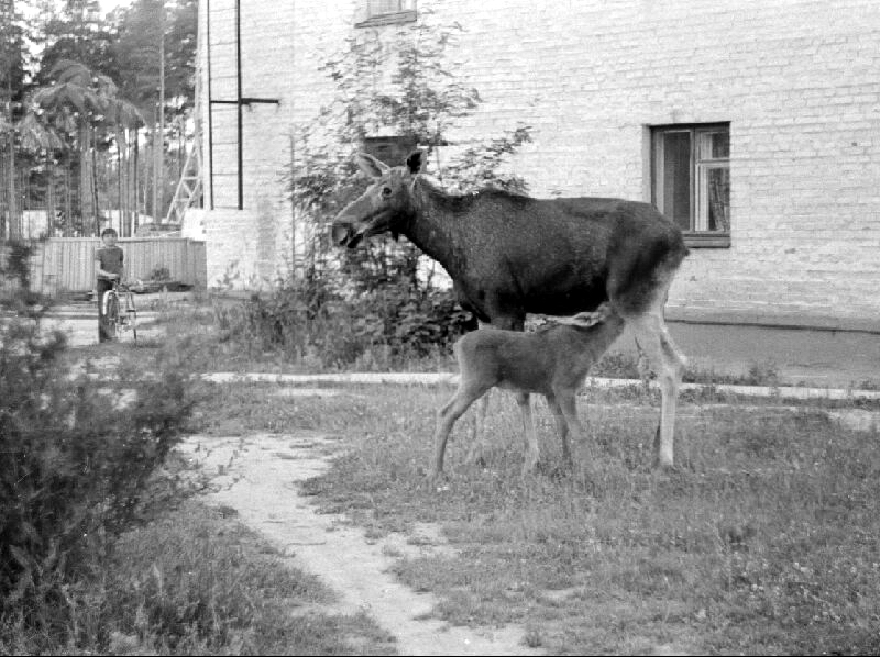 Лосиха с лосенком. Саров, пер. Северный, 1978 г.