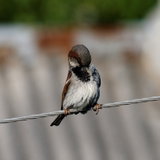 IMG_1651_DxO_raw