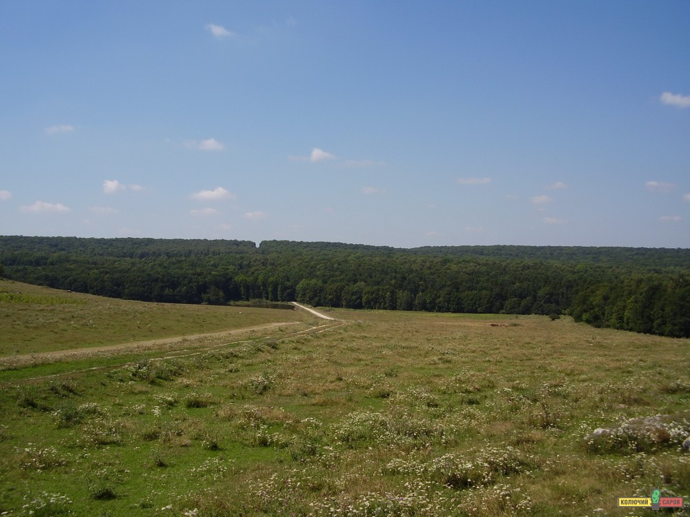 22-01 Красивый лес