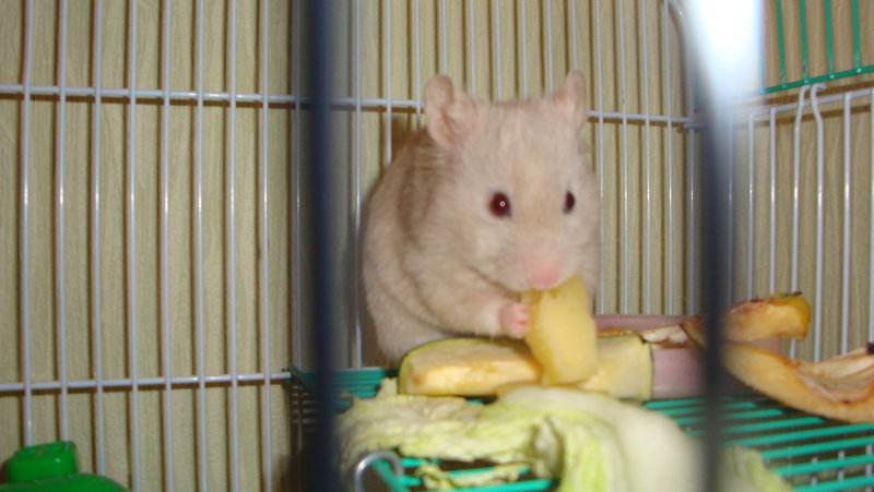 DSC01239