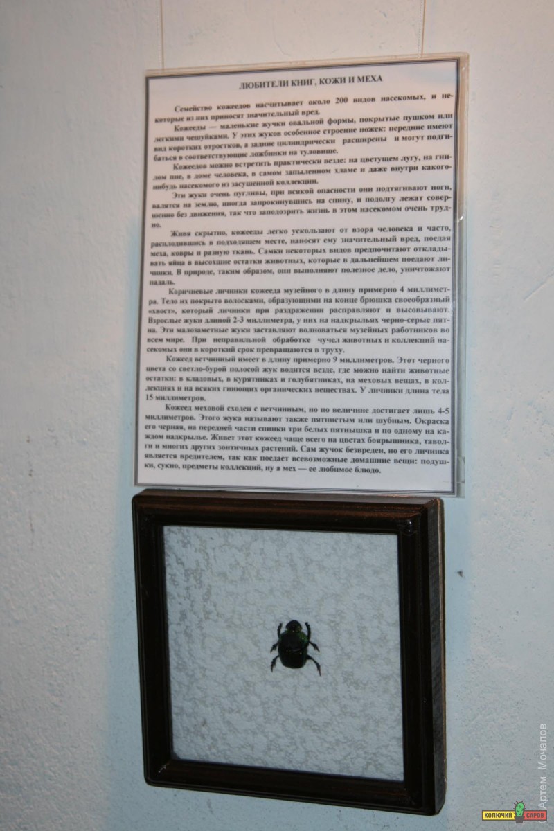 IMG_5890jpgart1.jpg
