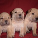 3 кобеля