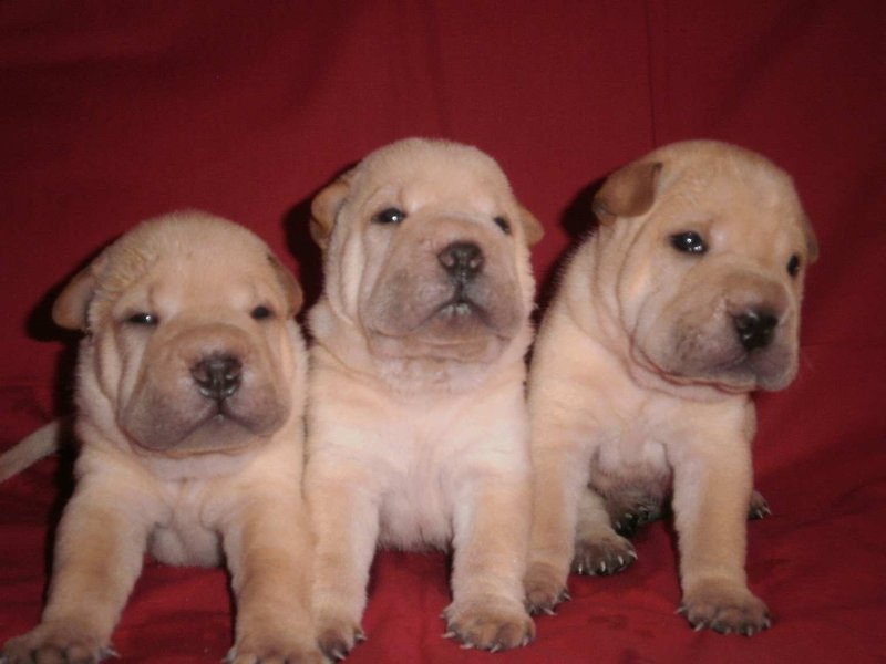 3 кобеля