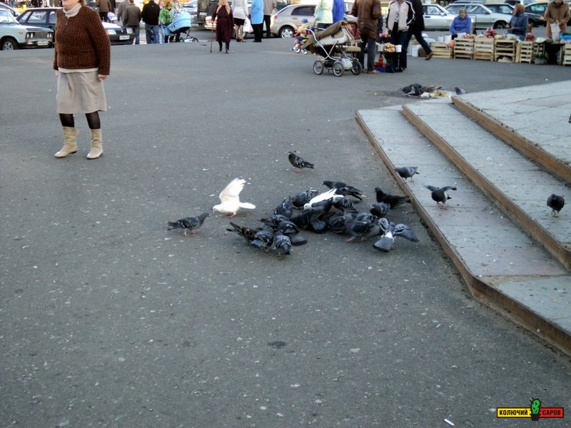 Голуби