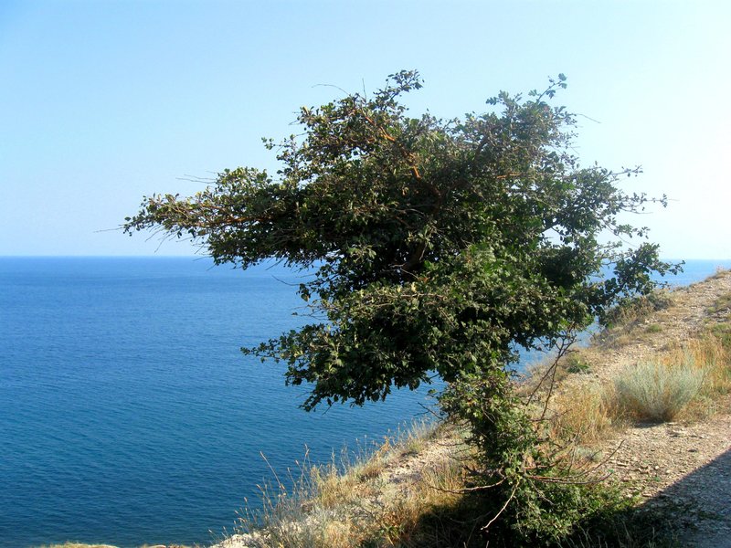 Одинокий куст