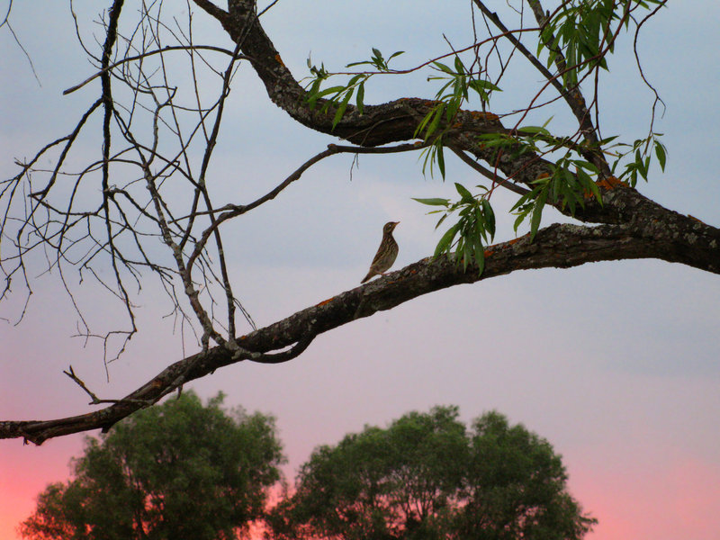 О чем поет ночная птица