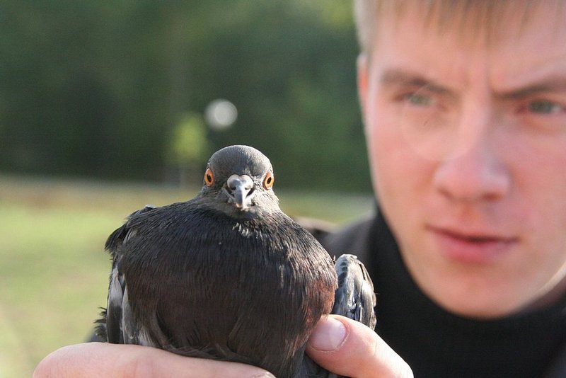 Голуби (3)
