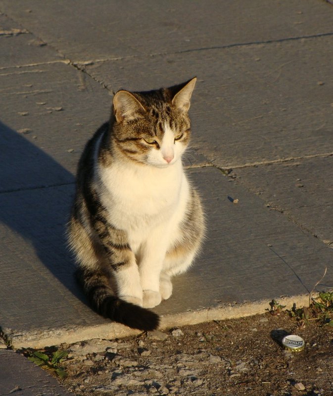 Кот - премьер