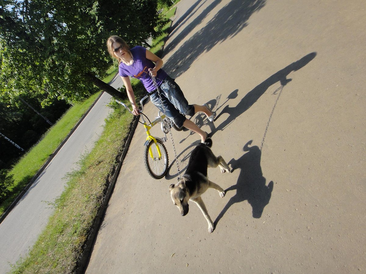 прогулка с бродячей собакой.Все под контролем