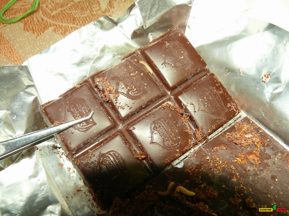 Червяки в шоколаде