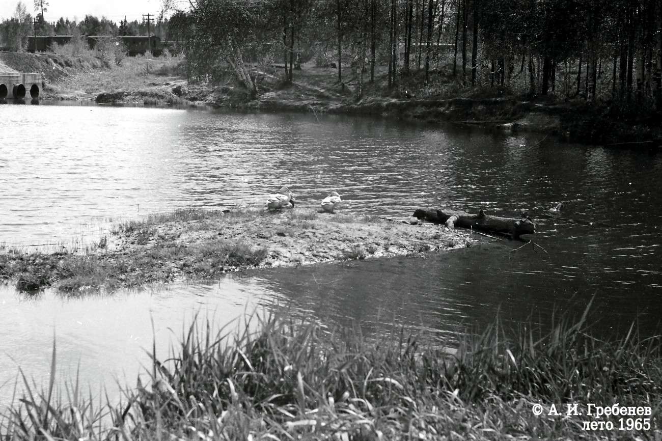 Утки на Бассейне, 1965 г.