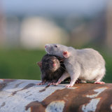 2012-06-28 - Крысы на крыше