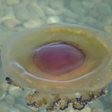 Непонятная медуза.JPG